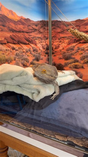 Kenny on Instagram: "Poo poo day💚🦎 #duggiedragon"