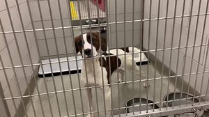 Nashville Humane Association on Reels