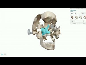 anatomie des os de la face partie 1