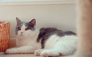 【现代都市题材类空镜】逗猫，蹲在洗衣机上的猫，晒太阳的猫，玩耍的猫，撸猫，热气球装饰物，从洗衣机中取出衣物