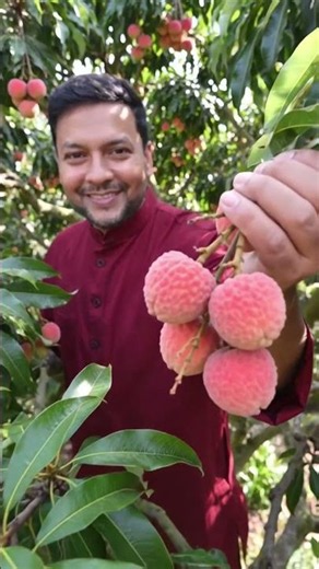 Litchi Garden #signumedu #ytshorts #shorts #litchi #fruit