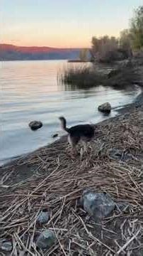 Video of Kelsey Creek Campground — Clear Lake State Park, CA from Ashley D.