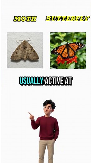Moth vs Butterfly: What's the Difference?