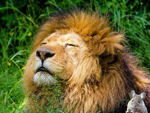 El ratón guardián del bosque 🔥 "No lo haré más, te prometo ayudarte para cuidar el bosque".