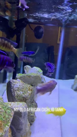 African Cichlid Tank Showcase