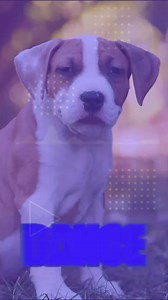 Make a video of your Dog dancing and singing your favorite songs. | Pet Parade