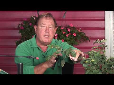 Growing Roses : How to Prune Double Knockout Roses