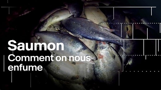 Saumon d'élevage, l'envers du décor d'une industrie florissante | RTS