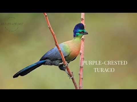 Purple crested Turaco
