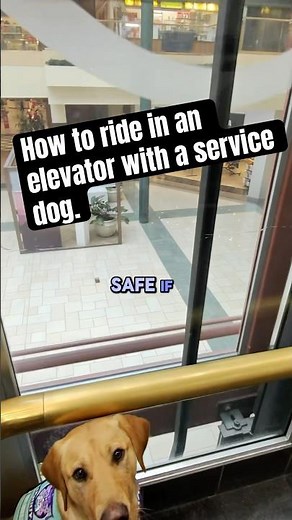 Elevator Training and Etiquette for Service Dogs