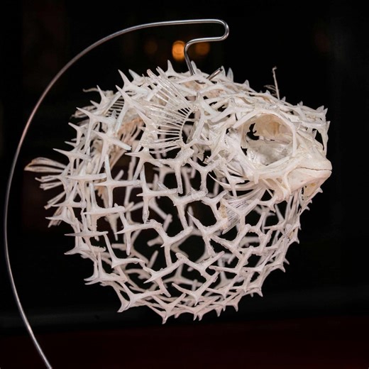 Pufferfish Skeleton Fish Taxidermy, Porcupinefish, Balloonfish, Blownfish Gift for Zoologists & Oddities Nautical Decor Ocean Lover - Etsy