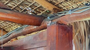 Gray mouse lemur (Microcebus murinus), also known as grey mouse lemur or lesser mouse lemur, has found a hiding place in the tourist center. Kirindy Forest, Madagascar.