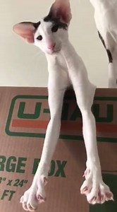 I got legs...I know how to use them! Happy Teddy Tuesday❤❤❤ | Dobby_Cat