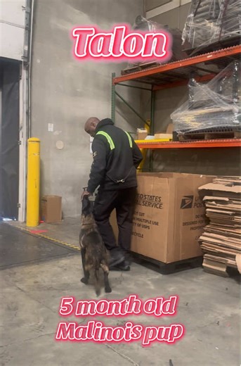 Talon: The Playful 5-Month-Old Malinois