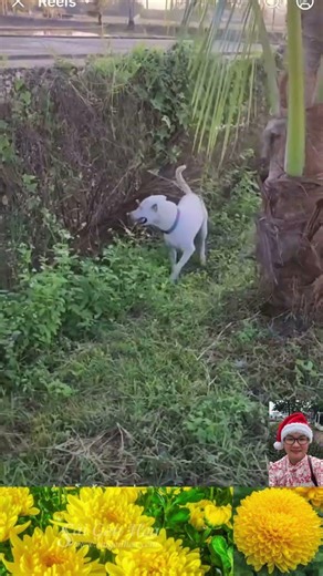 The Dog Thinks Nobody Sees It