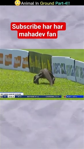 Animal in etry ground and stop match #funny #moments #cricket #ipl #sillyshots #funnymoment #dog ent