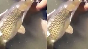 What Is 'The Fish Video'? The Shock Video Known As '2 Guys 1' Fish Explained
