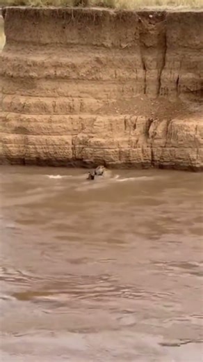 Wildebeest Battles Steep Riverbank