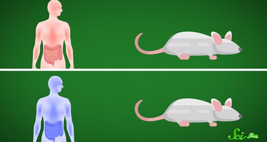 What’s the Link between Gut Microbiota & the Brain? – Check It Out With This Video