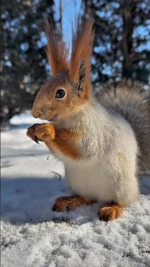 Dark reality of the Squirrels￼ 😱