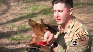 318K views · 23K reactions | Whit Johnson has the story of an airman and his canine best friend reuniting, as the retired bomb sniffing dog goes to his forever home. https://trib.al/Dac2nkF | ABC World News Tonight with David Muir | Facebook