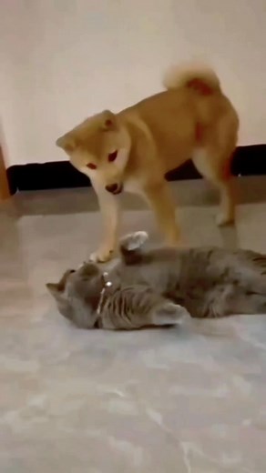 Shiba Inu Funny 🥰😍🤣 | Shiba Inu Life