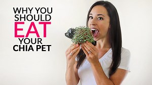 Why You Should Eat Your Chia Pet - Healthy Eaton