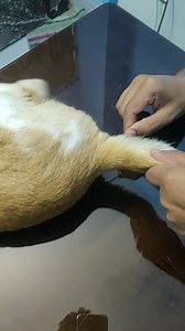 1.7K views · 14 reactions | Flu testing..  | AlphaCue Animal Care | Facebook