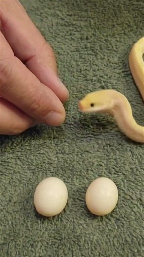 Tiny Snake Eats Tiny Eggs