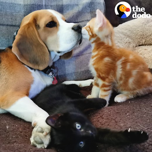 Beagle starts producing milk to feed two tiny kittens — when they grow up, they help her with her own puppies 💕 | The Dodo