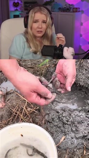 The process of digging loaches under rice stumps . . #funfact #facts #viralfacts #viral #trending | Cosplay Corner