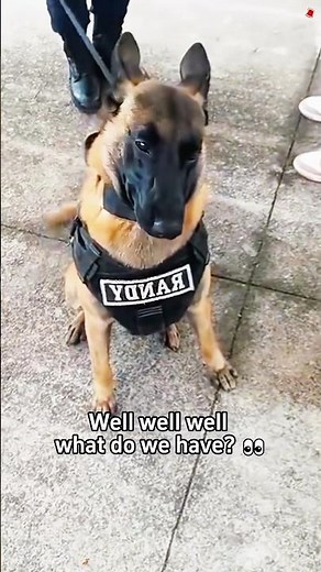 Funny police dog 🐶🤣😂#dog #dogsoftiktok #foryou #fyp #usaus #tiktokdogs #doglover #policedog