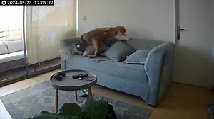 Never leave your cat unattended #fyp #cat #caughtoncamera #rage #foryoupage