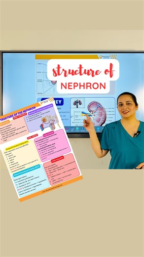 Dream Nurse Learning on Instagram: "Master the Nephron in the simplest way! Detailed video on our YouTube channel @dreamnurselearning4826 From glomerulus filtration to PCT, Loop of Henle, DCT, collecting duct, this lesson breaks down how the kidney forms urine and keeps your fluid–electrolyte balance stable. Perfect for NCLEX/REX-PN & CPNRE prep and nursing students who want clear, quick learning. Learn renal physiology the smart way — with Dream Nurse Learning 💙📚🔥 #Nephron #KidneyFunction #R