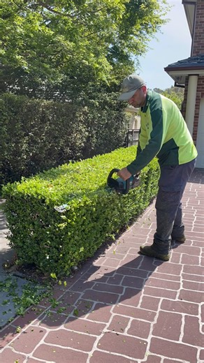 🌿 Perfectly shaped Japanese box hedges make your garden stand out! ✂️ At David’s Mowing Sydney NSW, we take pride in precise hedge trimming that keeps your Japanese box neat, healthy, and looking stunning all year round. 🌳 Let the experts bring your garden back to life — one perfect trim at a time! 💚 📞 Contact us today for professional Japanese box hedge trimming and garden care services. #davidsmowingsydney #sydney #beforeandafter #gardening #makita #hedgetrimming #usa #love #explore #desig