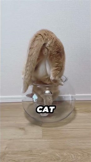 Did You Know Cats Can Squeeze Through Small Spaces