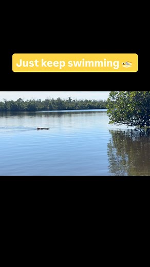Raccoon swimming in the back country. #raccoon #fishingcharters | SWFL's Jupiter Kayak Fishing LLC