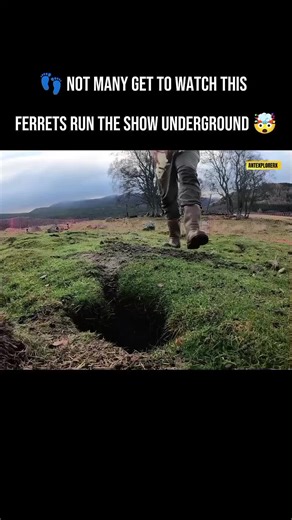 Effective Ferret Use for Pest Control