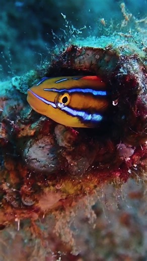 Cute… until it shows its fangs 😅🐟 | Fang Blenny Surprise #shorts #blenny #oceanlove #underwaterlife