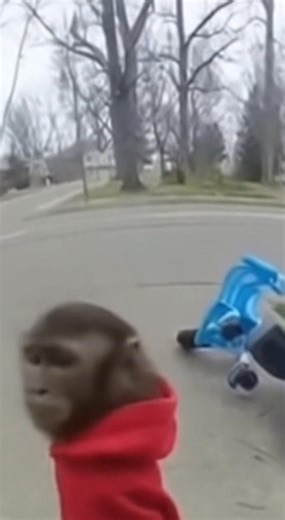 This Monkey Got Pulled Over And His Excuse Is WILD! 🤣 (AI) | Creative Panda