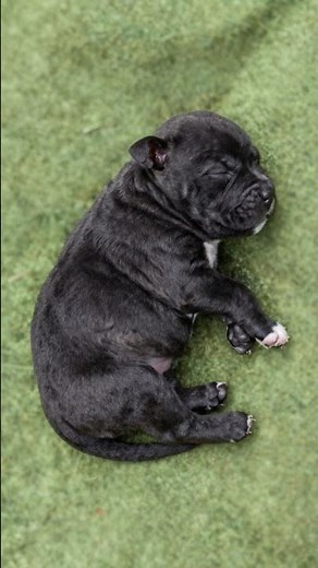 American Staffordshire Terrier: Puppy to Power 💪🐾