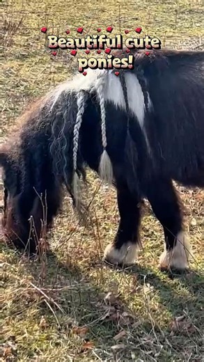 Beautiful ponies 🦄💫🤩 #shorts
