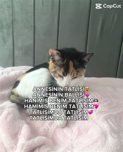 Arkadaşlar kedi benimdir lütfen kedimi kullanarak video yapmayın izin vermiyorum #ytdayibenionecikar