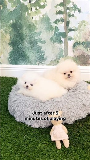 Our New Litter of Micro Teacup Pomeranians 🐾 Tiny, Fluffy & Adorable !