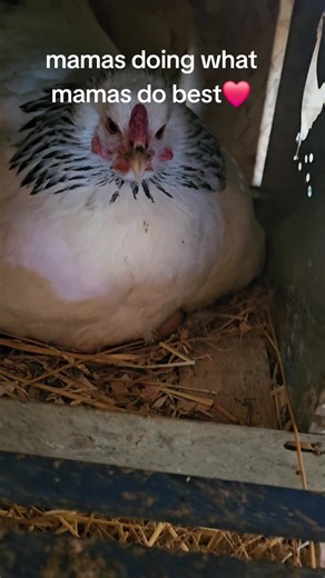 The Joy of a Broody Hen on the Farm