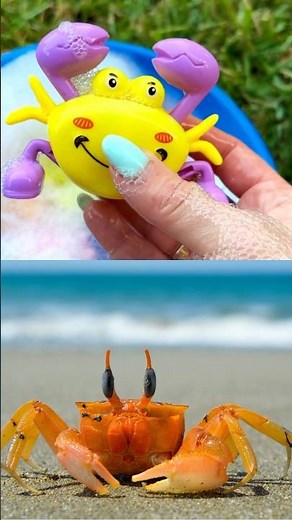 What Happens When You Wash Toy Animals?