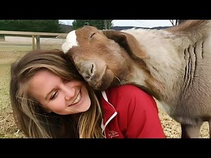 Cute Farm Animals Show Love to Their Owners in the Best Way They Can 🐮🐷❤️