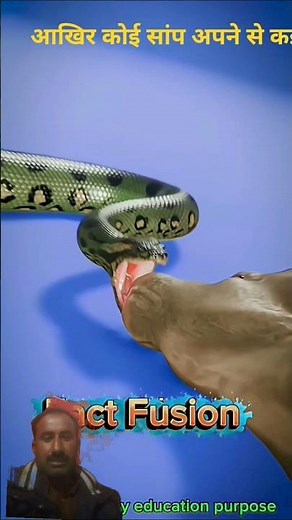 Snake Eats Whole Animal | Nature’s Shocking Hunt Caught on Camera”