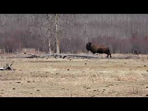 Running Bison (Big Lone Bull runs across an open plain)