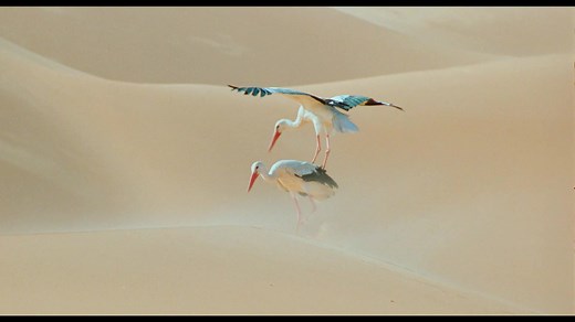 🎬 Le Peuple migrateur revient au cinéma ! Rendez-vous dès demain, mercredi 28 mai pour (re)découvrir sur grand écran ce chef-d'œuvre de Jacques Perrin en version restaurée 4K. Plongez dans un voyage poétique et saisissant au cœur des migrations des oiseaux, filmé aux quatre coins du monde avec une proximité inédite. 🎥 📜 Ce film retrace les extraordinaires voyages des oiseaux migrateurs, guidés par une promesse ancestrale : celle du retour. Chaque année, ces oiseaux entreprennent des migration